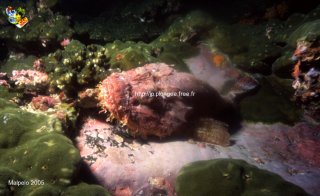 Malpelo mercredi 31 décembre 1969 18:00:00 