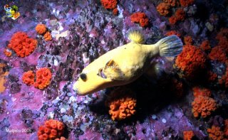 Malpelo mercredi 31 décembre 1969 18:00:00 
