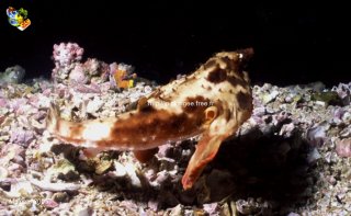 Malpelo mercredi 31 décembre 1969 18:00:00 