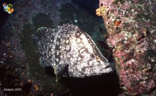 Malpelo mercredi 31 décembre 1969 18:00:00 