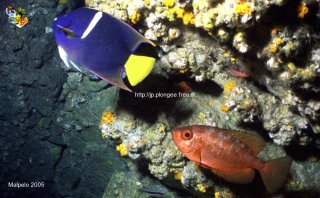 Malpelo mercredi 31 décembre 1969 18:00:00 