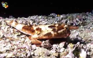 Malpelo mercredi 31 décembre 1969 18:00:00 