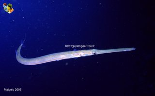 Malpelo mercredi 31 décembre 1969 18:00:00 