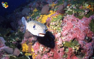 Malpelo mercredi 31 décembre 1969 18:00:00 