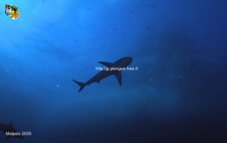 Malpelo mercredi 31 décembre 1969 18:00:00 