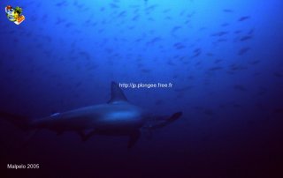 Malpelo mercredi 31 décembre 1969 18:00:00 