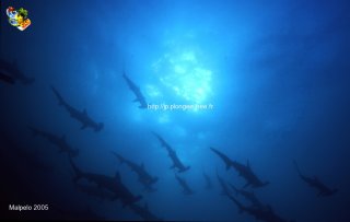 Malpelo mercredi 31 décembre 1969 18:00:00 