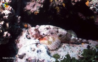 Malpelo mercredi 31 décembre 1969 18:00:00 