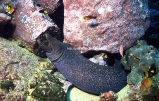 Malpelo mercredi 31 décembre 1969 18:00:00 