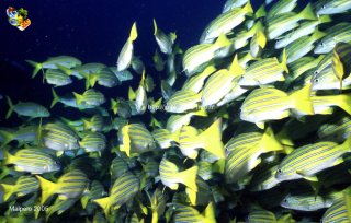 Malpelo mercredi 31 décembre 1969 18:00:00 