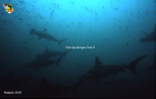 Malpelo mercredi 31 décembre 1969 18:00:00 