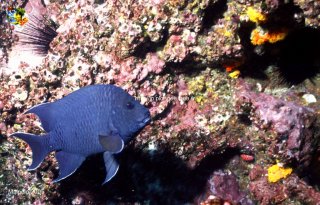 Malpelo mercredi 31 décembre 1969 18:00:00 
