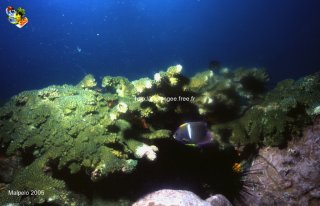 Malpelo mercredi 31 décembre 1969 18:00:00 