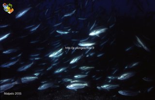 Malpelo mercredi 31 décembre 1969 18:00:00 