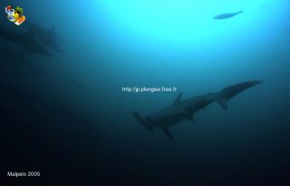 Malpelo mercredi 31 décembre 1969 18:00:00 