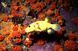 Malpelo mercredi 31 décembre 1969 18:00:00 
