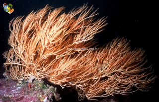 Malpelo mercredi 31 décembre 1969 18:00:00 
