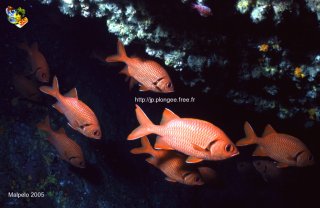 Malpelo mercredi 31 décembre 1969 18:00:00 