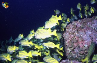 Malpelo mercredi 31 décembre 1969 18:00:00 