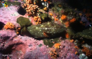 Malpelo mercredi 31 décembre 1969 18:00:00 