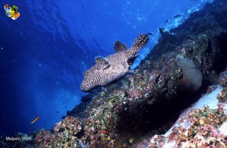 Malpelo mercredi 31 décembre 1969 18:00:00 