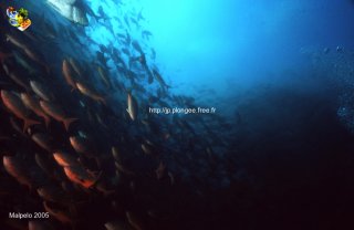 Malpelo mercredi 31 décembre 1969 18:00:00 