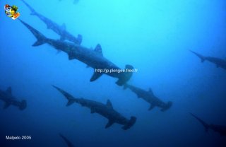 Malpelo mercredi 31 décembre 1969 18:00:00 