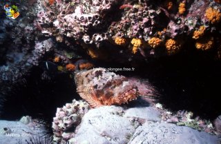 Malpelo mercredi 31 décembre 1969 18:00:00 