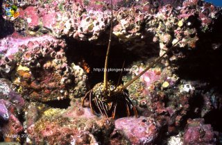 Malpelo mercredi 31 décembre 1969 18:00:00 