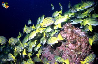 Malpelo mercredi 31 décembre 1969 18:00:00 