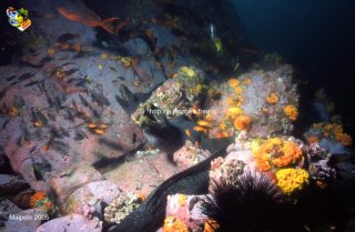 Malpelo mercredi 31 décembre 1969 18:00:00 