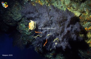 Malpelo mercredi 31 décembre 1969 18:00:00 