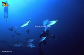 web-malpelo-2005-ssm-0087