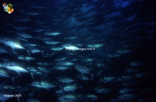 Malpelo mercredi 31 décembre 1969 18:00:00 