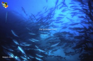 Malpelo mercredi 31 décembre 1969 18:00:00 