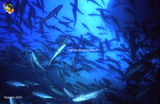 Malpelo mercredi 31 décembre 1969 18:00:00 