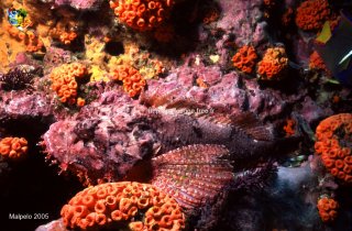 Malpelo mercredi 31 décembre 1969 18:00:00 