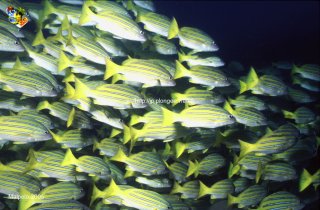 Malpelo mercredi 31 décembre 1969 18:00:00 
