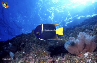 Malpelo mercredi 31 décembre 1969 18:00:00 