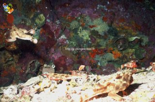 Malpelo mercredi 31 décembre 1969 18:00:00 