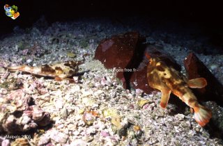 Malpelo mercredi 31 décembre 1969 18:00:00 