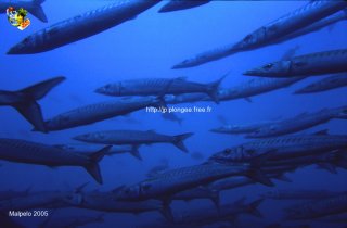 Malpelo mercredi 31 décembre 1969 18:00:00 