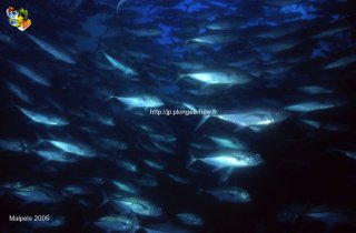 Malpelo mercredi 31 décembre 1969 18:00:00 