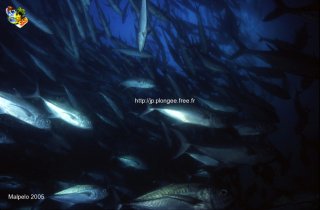 Malpelo mercredi 31 décembre 1969 18:00:00 