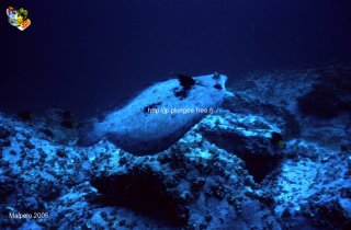 Malpelo mercredi 31 décembre 1969 18:00:00 