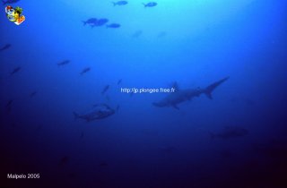 Malpelo mercredi 31 décembre 1969 18:00:00 