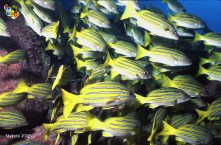 Malpelo mercredi 31 décembre 1969 18:00:00 