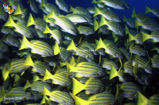 Malpelo mercredi 31 décembre 1969 18:00:00 