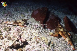 Malpelo mercredi 31 décembre 1969 18:00:00 