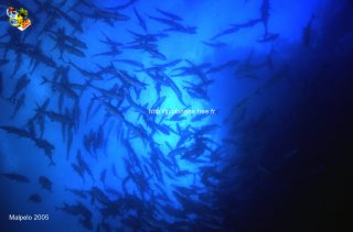 Malpelo mercredi 31 décembre 1969 18:00:00 